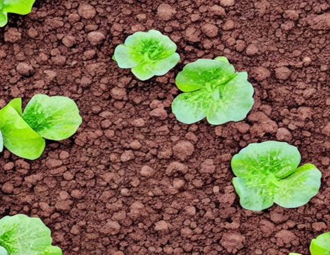 Fertilizer Best Practices: Tips for Optimal Nutrient Management